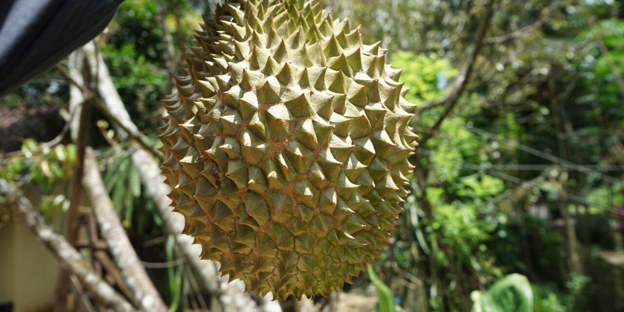 Berburu Durian di Purbalingga