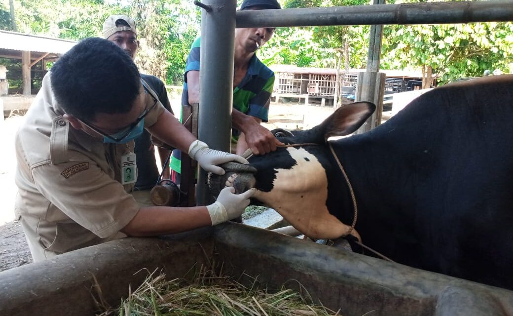 Jelang Idul Adha, Dinpertan Purbalingga Intensifkan Pemeriksaan Hewan Ternak