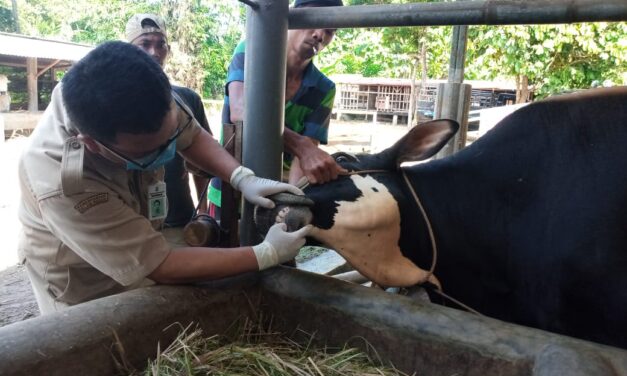 Jelang Idul Adha, Dinpertan Purbalingga Intensifkan Pemeriksaan Hewan Ternak