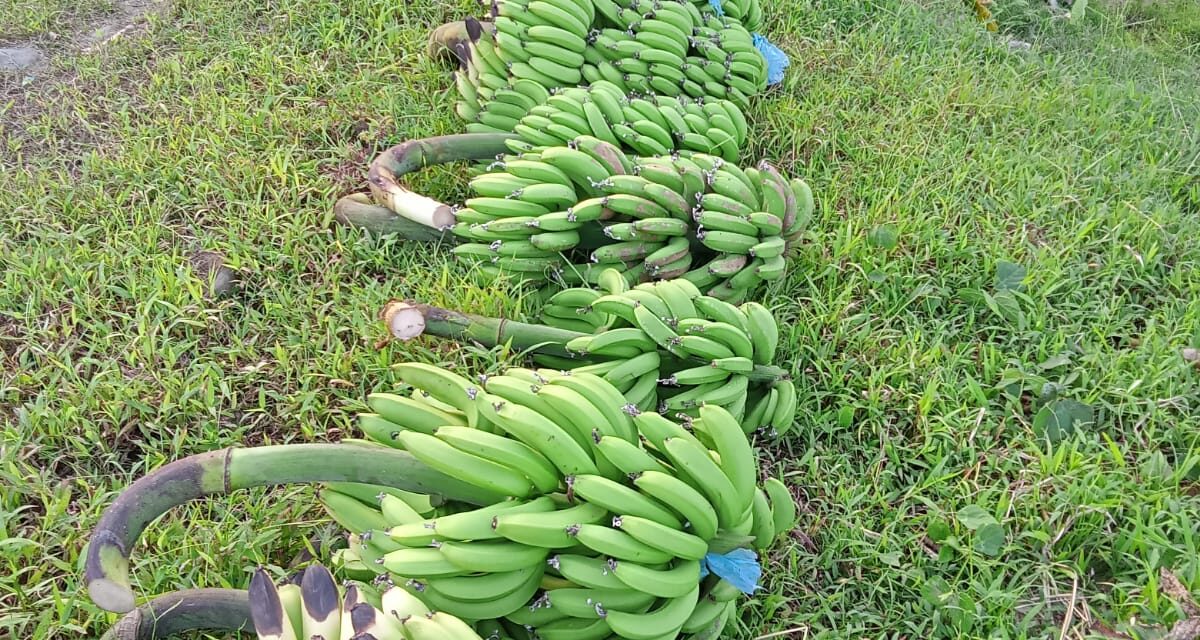 Dukung Ketahanan Pangan, Pemdes Karangbawang Alokasikan Dana Desa Untuk Perkebunan Pisang Cavendish