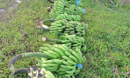 Dukung Ketahanan Pangan, Pemdes Karangbawang Alokasikan Dana Desa Untuk Perkebunan Pisang Cavendish