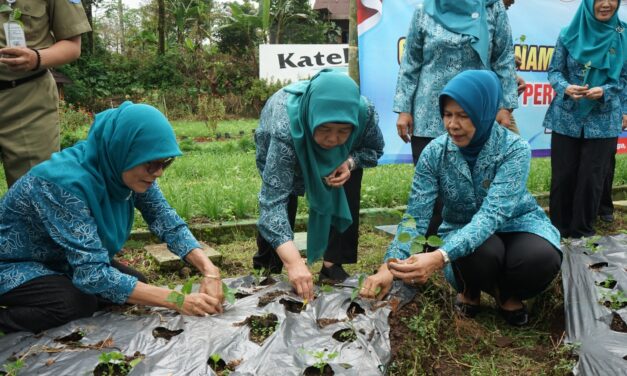 Gerakan Tanam Cabai, Langkah TP-PKK Purbalingga untuk Tingkatkan Ketahanan Pangan dan Ekonomi Rumah Tangga