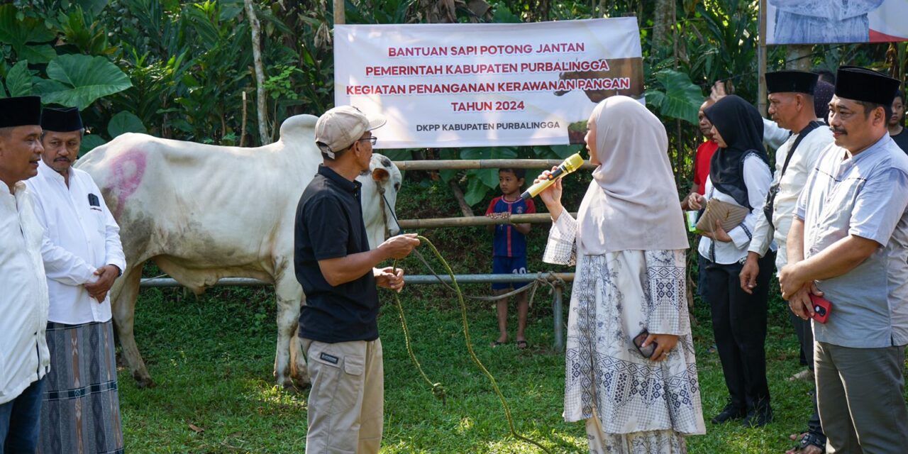 Momentum Idul Adha, Pemda Purbalingga Serahkan Sapi Potong di 3 Desa